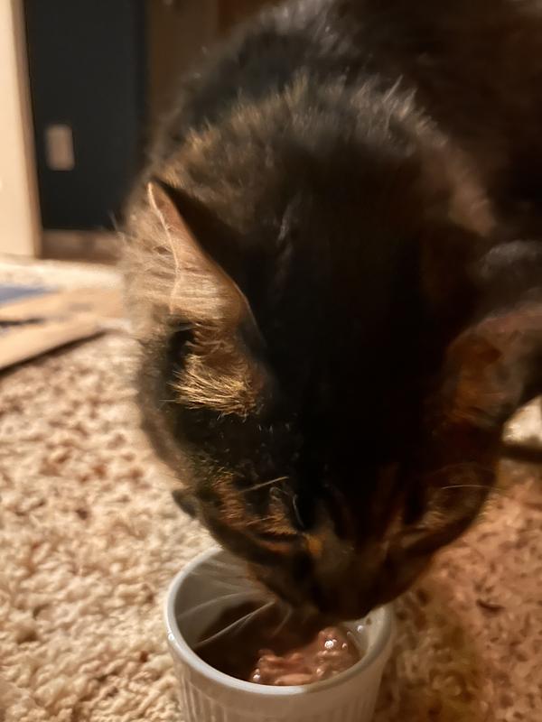 Bird enjoying his Soulistic Mackerel and Tuna Dinner