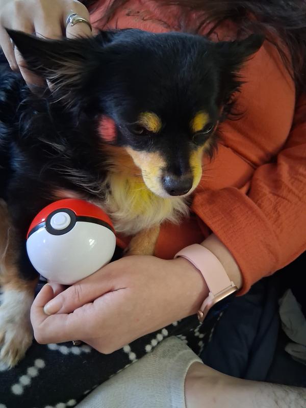 Dash aka Dash-a-dooskie or Dash-a flash 📸