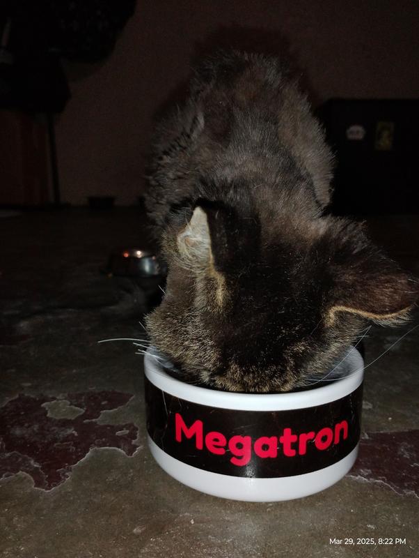purrfect