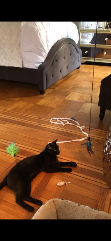 Black panther - 8 lbs from shelter