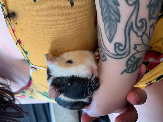 This is Rufus!