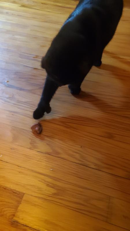 My cat smacked it around for a few minutes before deciding he would eat it and enjoy it.