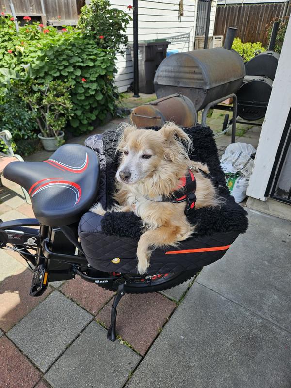 Mountain Bike Carrier Bike Seat For Small Dogs Buddyrider Bicycle