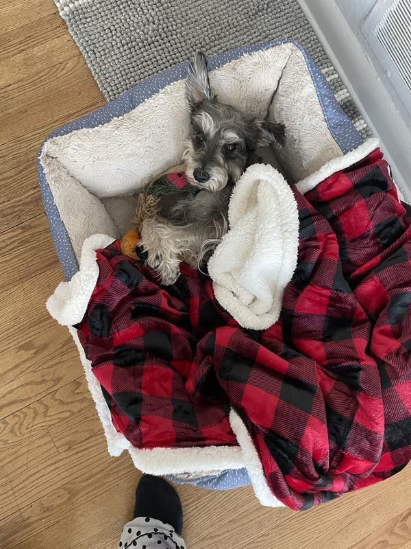 Bear enjoying his cozy blanket