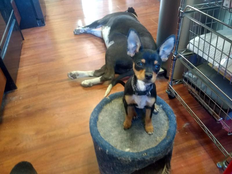 Bitsy waiting for Pork!