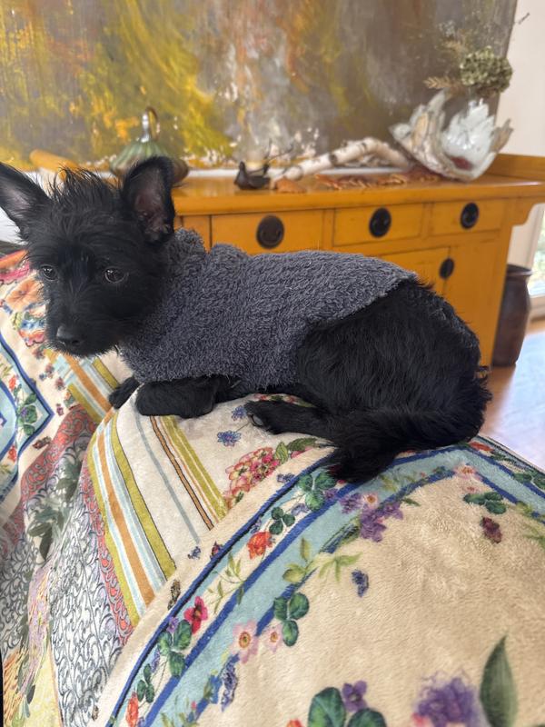 Scotty on the couch.