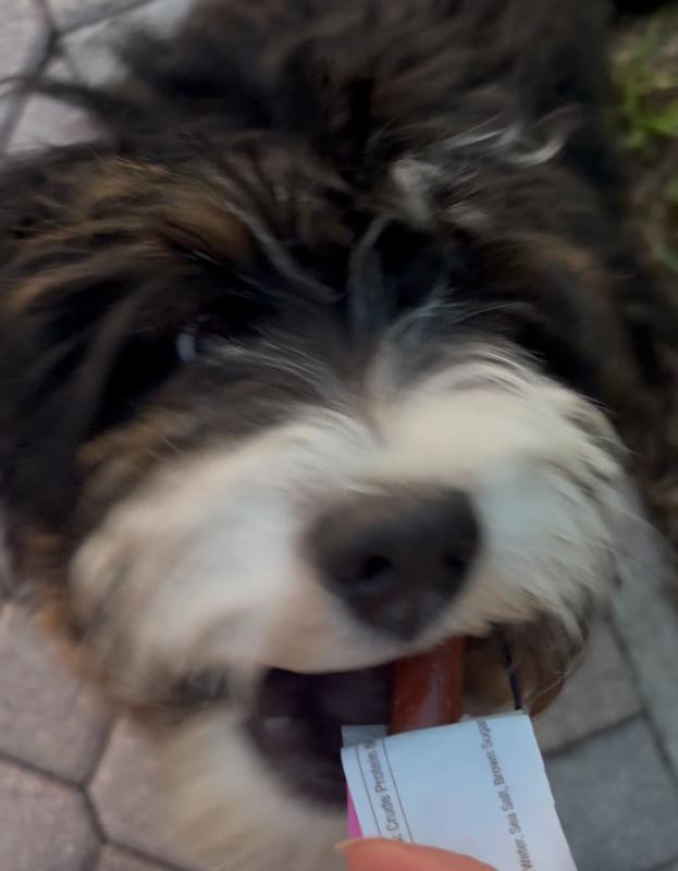 Ahsoka in her food happy place!