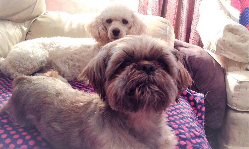 Barney my poodle backing up my Coco..