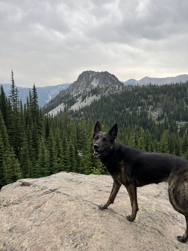 INUKSHUK Professional Dry Dog Food 30/25, 33lb bag