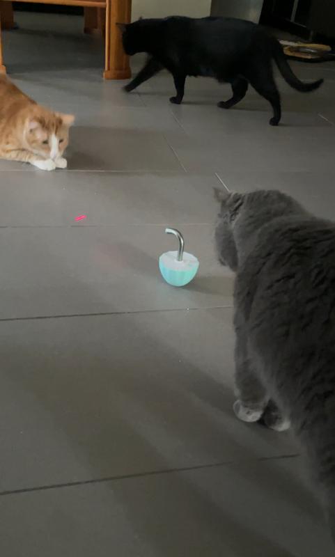 Three cats aging 1-8 years old playing with the tot