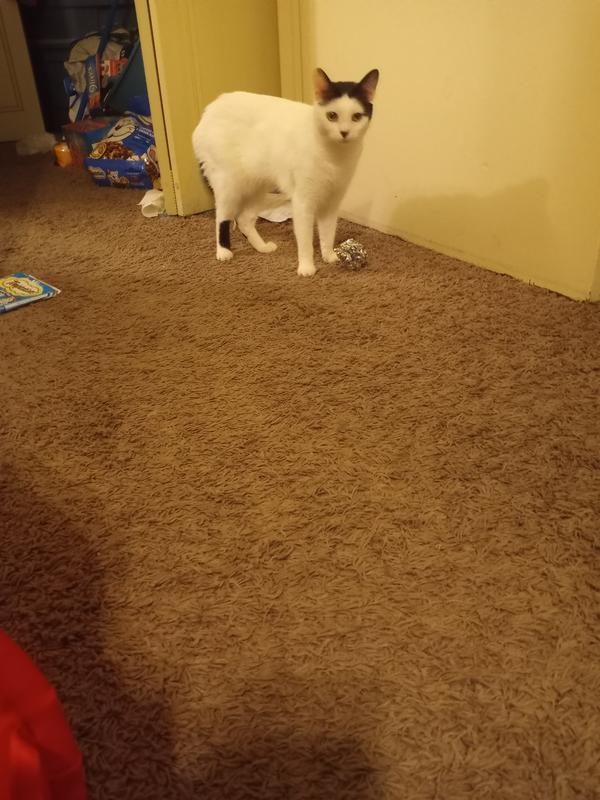 Silver Crinkly Bells are ringing