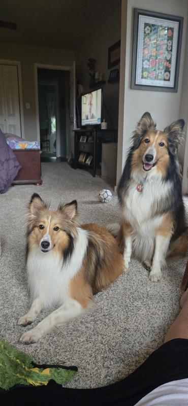Healthy and very active Shelties.