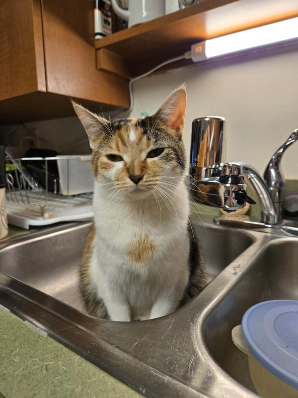 When I'm finished with the dishes she takes over the sink.