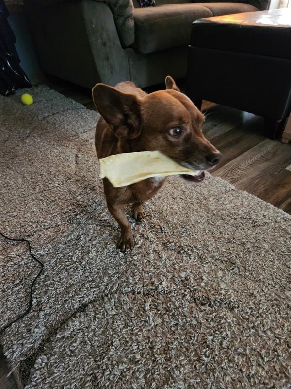 Zoebug enjoying her chew