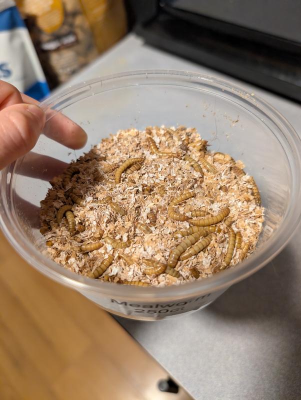250ct, all alive, large worms