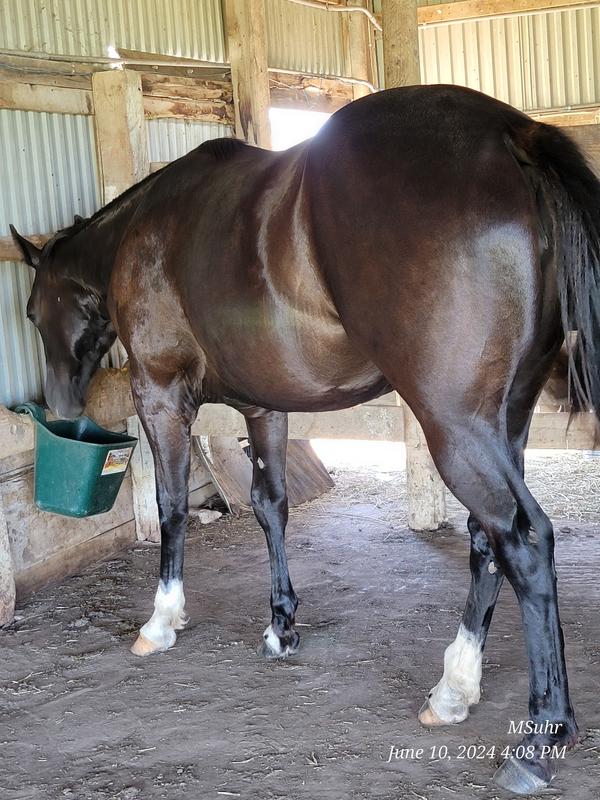 My filly wasn't sure at first but did clean up her supper in the end