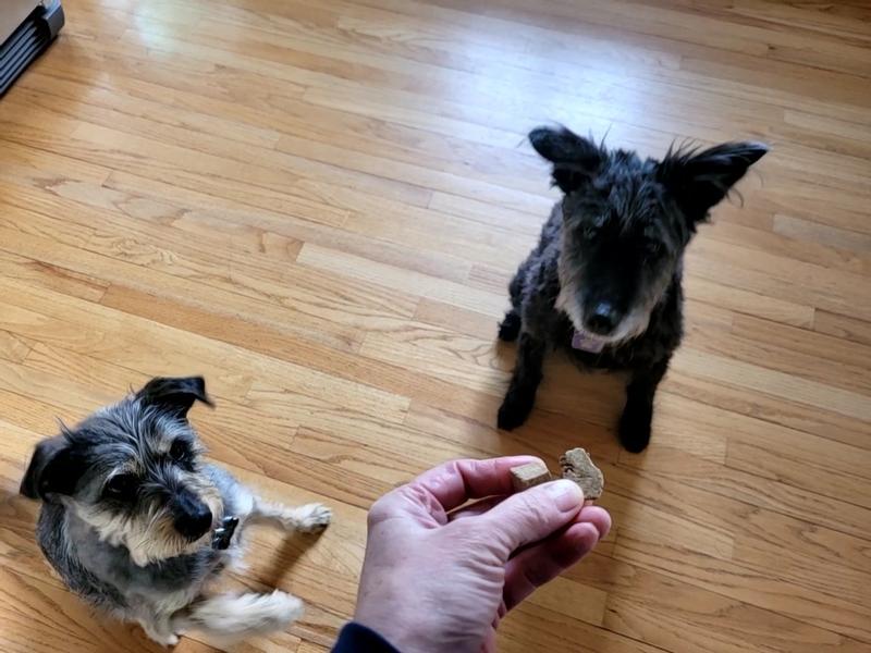 Izzy and Chloe eagerly waiting for their treats.