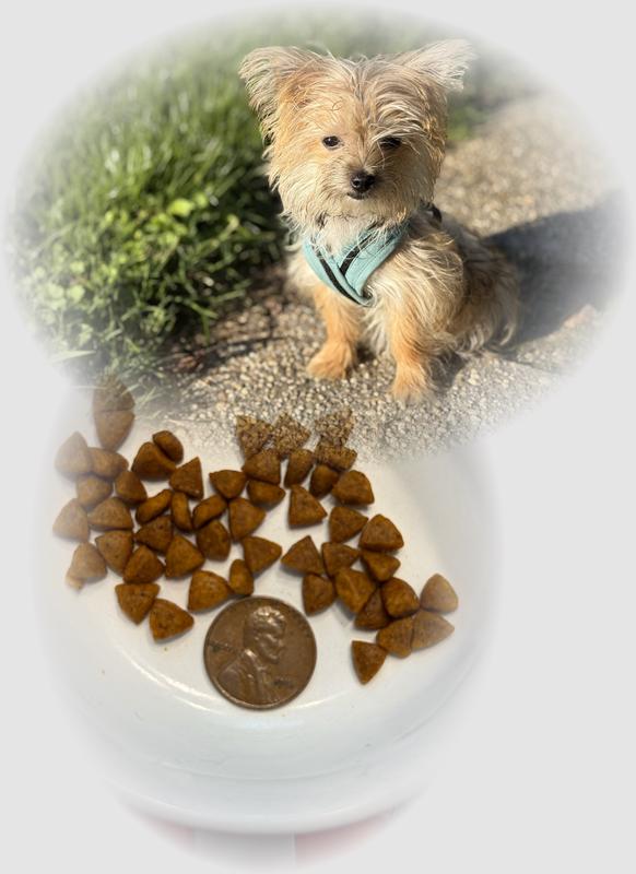 Ginger with her x small Royal Canin