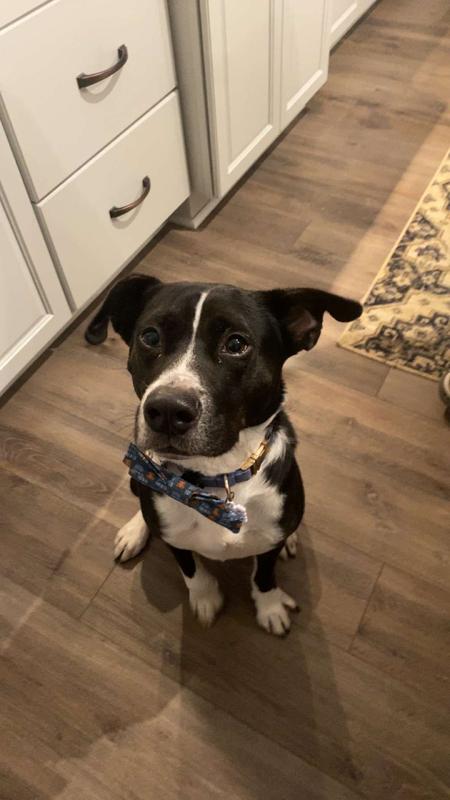 Charlie showing off his cuteness