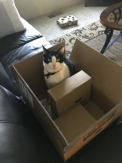 Ming got a Chewy box!
