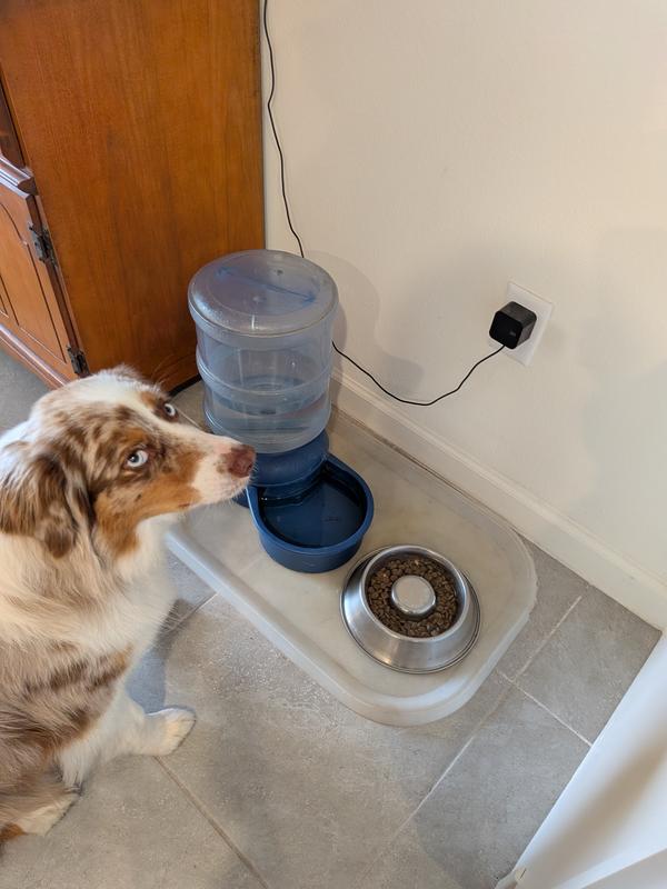 Pebbles waiting for the go ahead to eat command