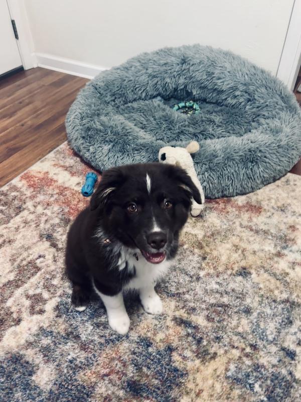 All chewy toys in the background. 🤪😎