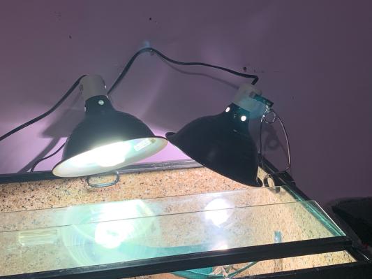 Clamp lamp cheap terrarium