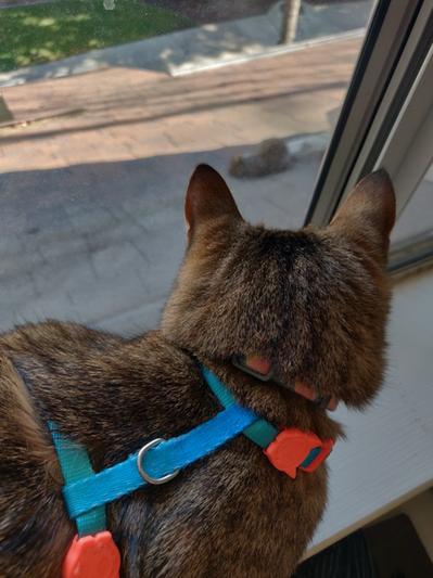 Good2go best sale cat harness