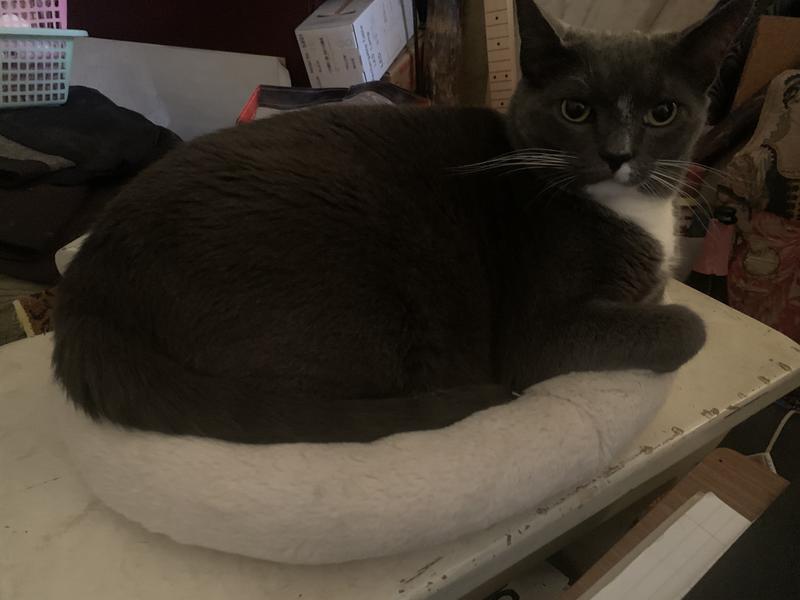 FRISCO Self Warming Bolster Round Kitten Bed, Gray