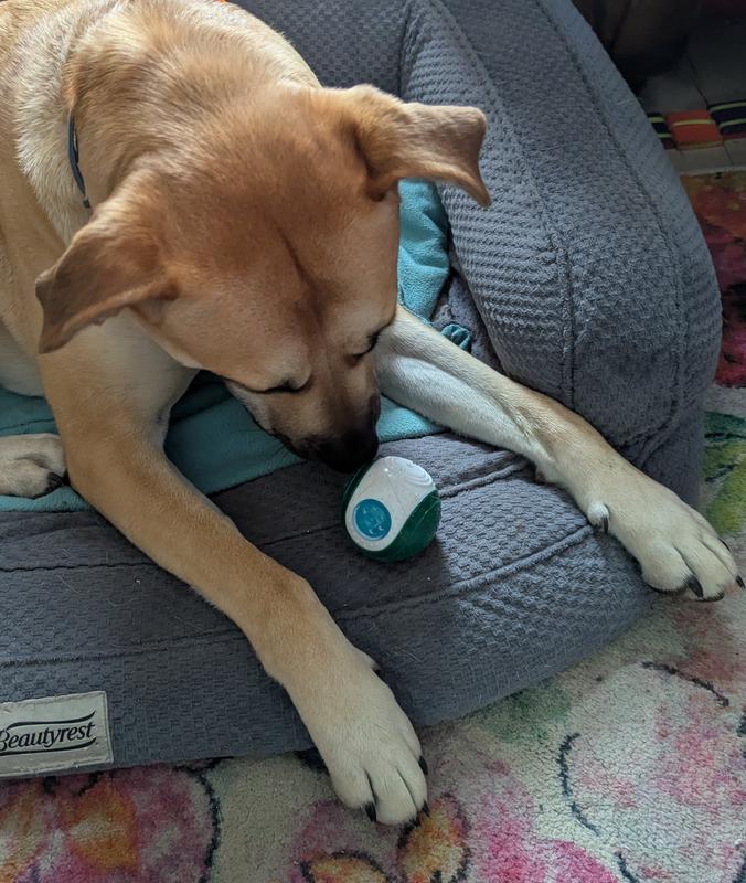 Penny gives it a good sniff inspection.