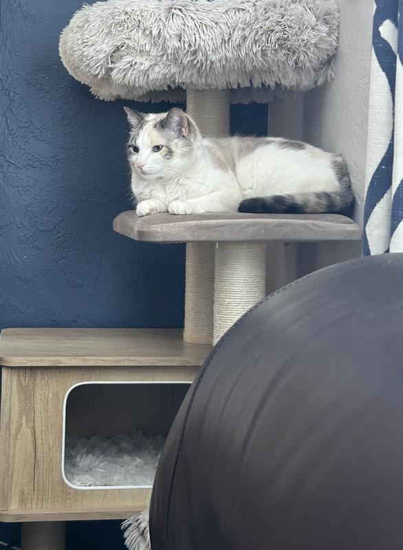 Pics for the Cat Tax