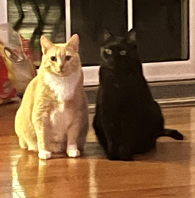 two finicky and spoiled kitties🥰