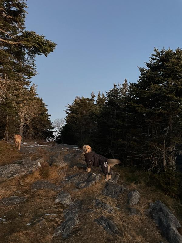 Hurtta Extreme Overall Insulated Dog Snowsuit, Blackberry