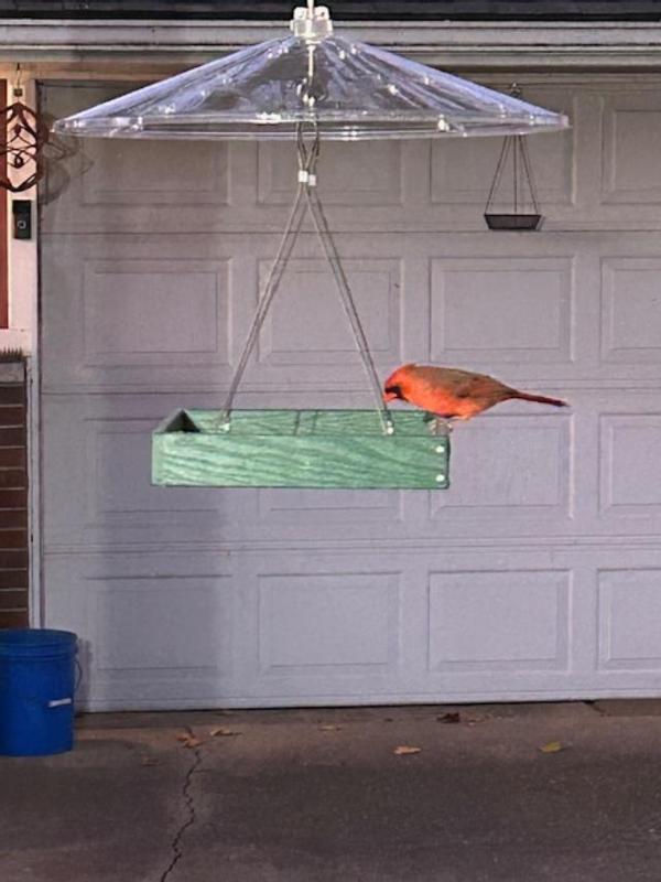 Here's 1 of the males