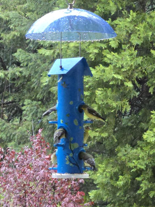 I have the yellow feeder with canopy as well  and they are never Tweety Free