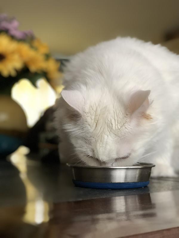 Jasmine taking every bite