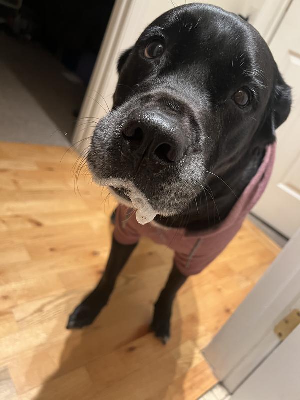 After eating it. Foaming at the mouth