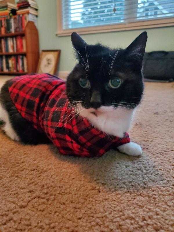 FRISCO Red Tartan Plaid Dog & Cat Flannel Shirt, Small - Chewy.com