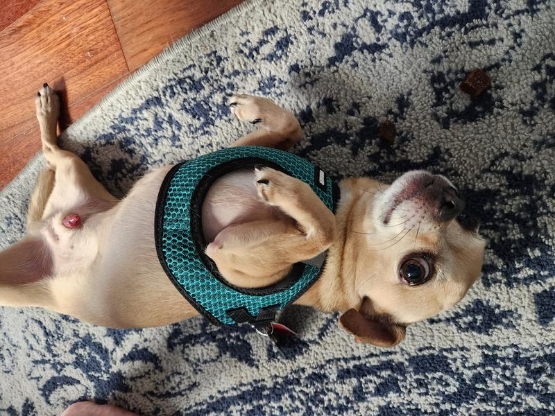 The unprompted rollover trick!