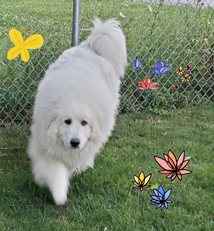 Our beautiful Great Pyrenees