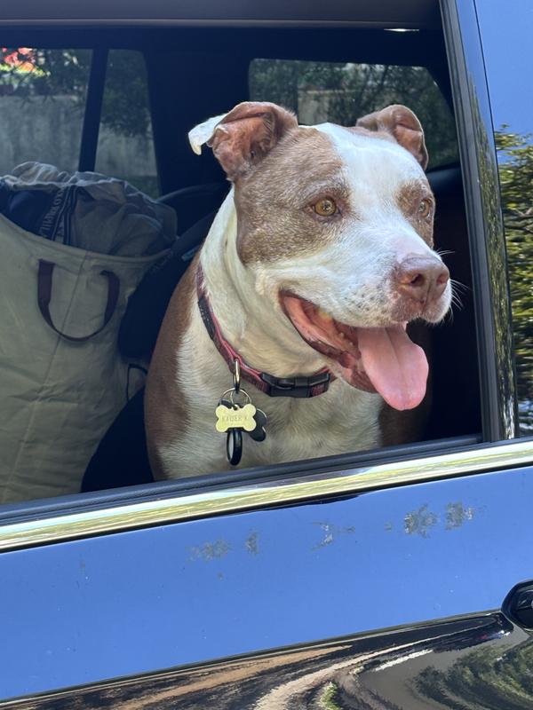 Our rescue boy living his best life at 10 yrs old.