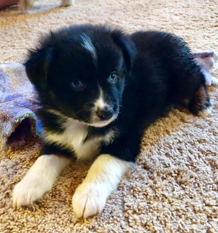 Casey at 5 weeks old.