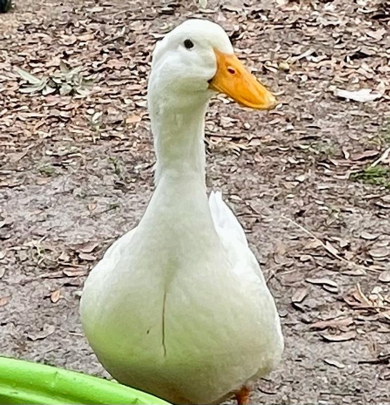 This is Big Lily the Jumbo Pekin that’s a bid drama queen!