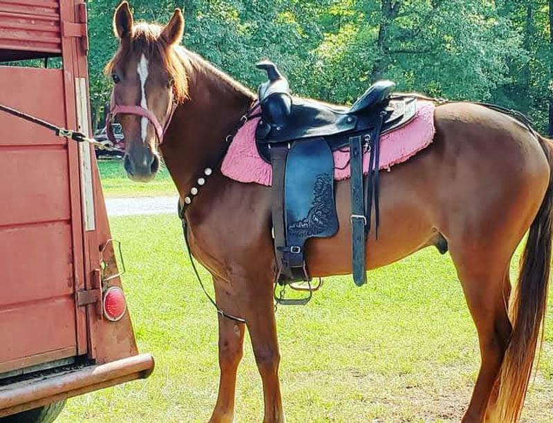 Horse show , hopefully with this calming aid we can do the shoes again