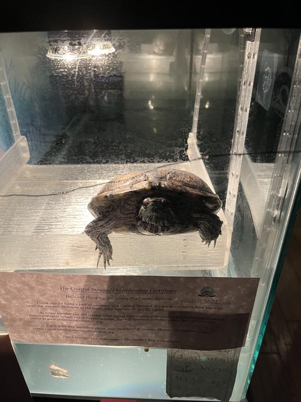 Snappers Turtleman!