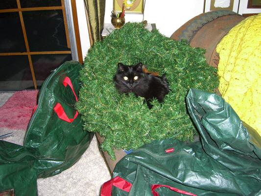One happpy cat.