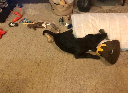 I clearly have no toys to play with; but I STILL choose to play Dinos & Volcano!
