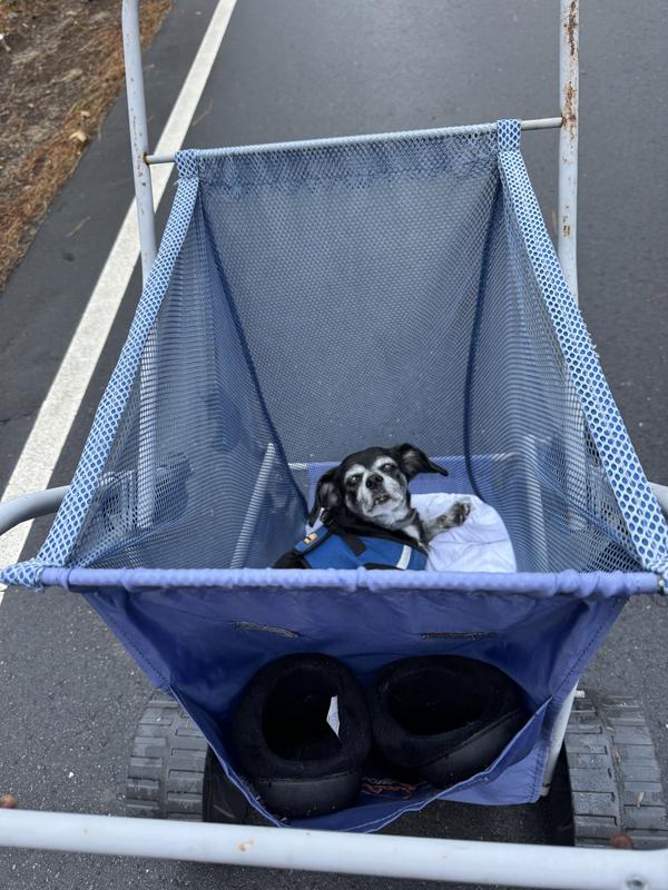 Bella’s too old to walk any distance so she sits in the beach buggy!