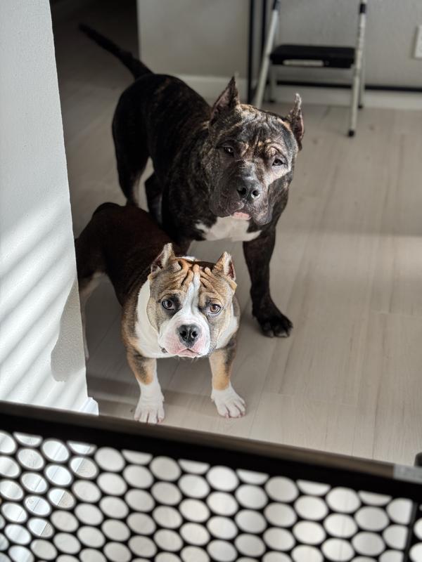 PET-TABS Plus Vitamin-Mineral Dog Supplement, 60 count