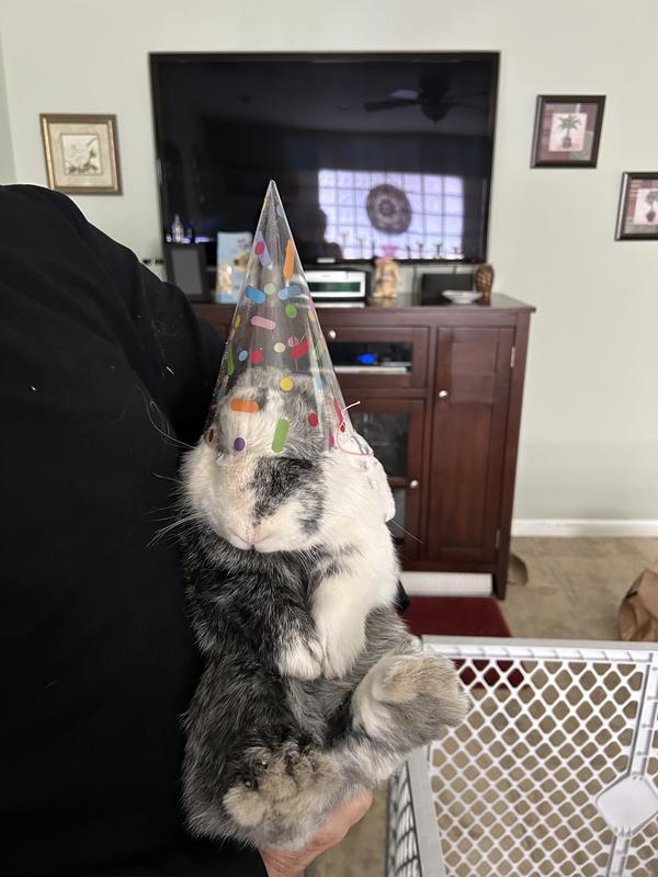 Willows first birthday!